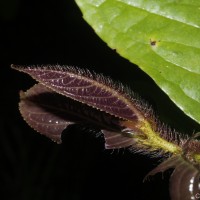 Symplocos pulchra subsp. hispidula (Thwaites) Noot.